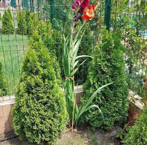 Apartman Sunrise A4, Sarafovo